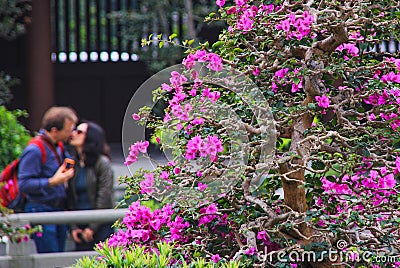 Pink Bougainvillea Bonsai Tree closeup with blurred background of kissing couple of young tourists in Chi Lin Nunnery Temple Stock Photo
