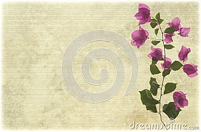 Pink bougainvillea branch on pale ribbed parchment Stock Photo