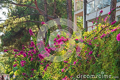Pink Bougainvillea Bush flowering shrub, hedge. Summer tropical bougainvillea shrubs in bloom Stock Photo