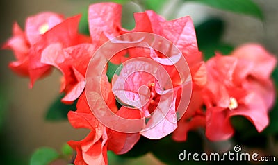 Pink Bougainvillea flower Stock Photo