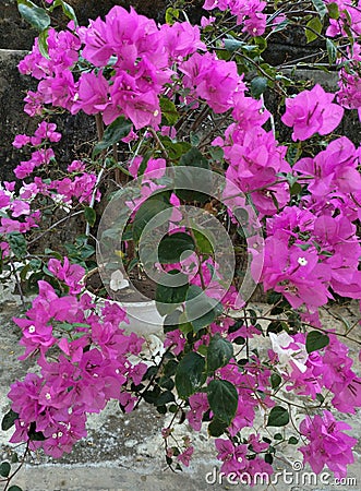 Pink Bougainvillea flowers bloom with their enchanting beauty Stock Photo