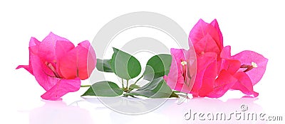 Pink Bougainvillea flowers isolated on white background Stock Photo