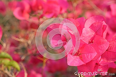 Pink bougainvillea red pink flower Stock Photo
