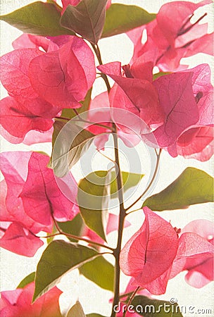 Pink bougainvillea textured art background Stock Photo