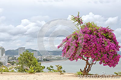 Pink Bougainvillea Tree Stock Photo