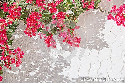 Pink bougainvillea Stock Photo