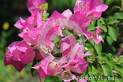 Pink bouganvillea Stock Photo