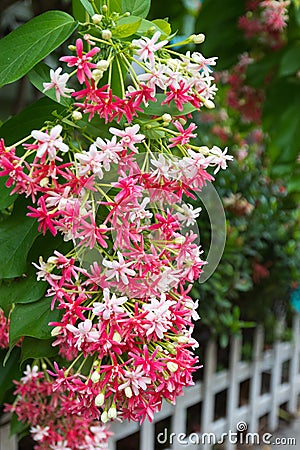 Pink Bouquet of Quisqualis Indica flower Stock Photo