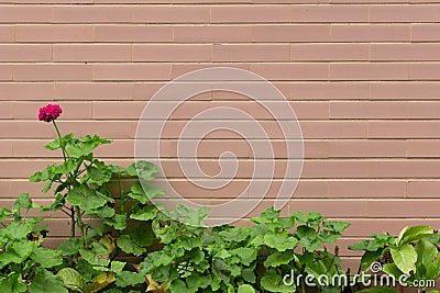 Pink brick wall background with red flower and green plants in lower half. Stock Photo