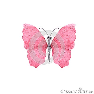 Pink bright watercolor butterfly Stock Photo