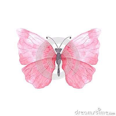 Pink bright watercolor butterfly Stock Photo