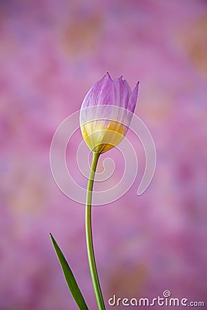 Pink and bright yellow tulip on magenta background Stock Photo