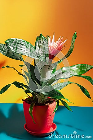 pink bromeliad flower, indoor clay pot gardening, exotic decorative flowerpot houseplant, love for plants concept Stock Photo