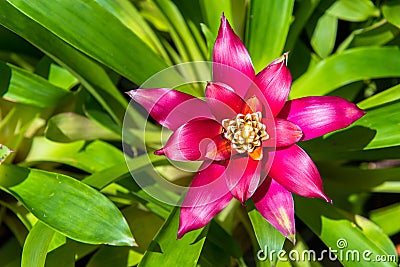 Pink Bromeliads Stock Photo