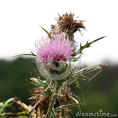 Pink and Brown Bull Thistle Flowers Stock Photo