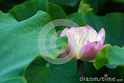 Pink buddha lotus flower closeup Stock Photo