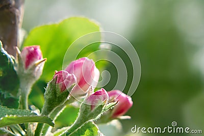 Pink buds of apple trees in springtime orchard in may day Stock Photo