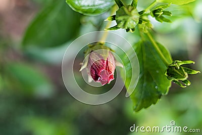 Pink bulb flower growing on a green garden Stock Photo