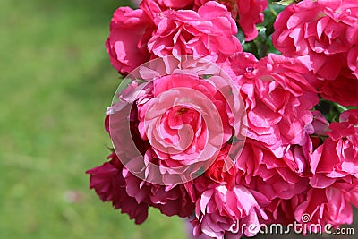 Pink Bulgarian Roses shot in a rose garden Stock Photo