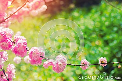 Pink bush blossoms in spring with pink flowers. natural wallpaper. concept of spring. background for design Stock Photo