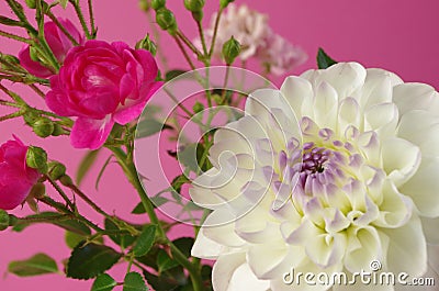 A pink bush rose and dahlia Stock Photo