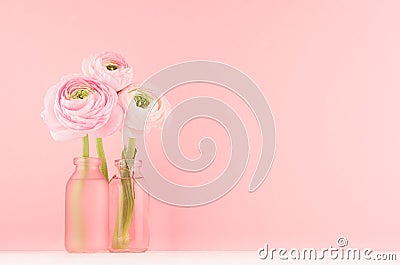 Pink buttercup flowers in modern transparent vases on soft light pastel background and white wood table, copy space. Stock Photo