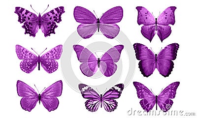 Pink butterflies isolated on white background. tropical moths. insects for design. watercolor paints Stock Photo