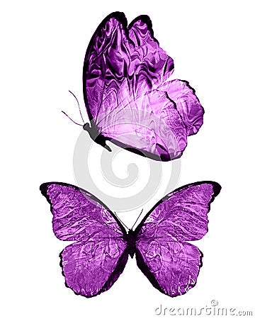 Pink butterflies isolated on white background. tropical moths. insects for design. watercolor paints Stock Photo