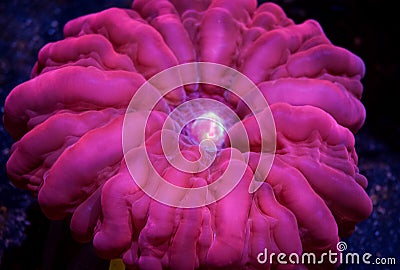 Pink button coral Stock Photo