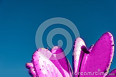 Pink Cactus background Stock Photo