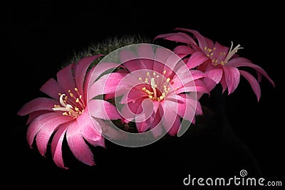 Pink cactus flowers Stock Photo