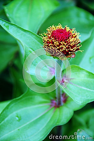 Pink Calendula Flower Bud Stock Photo