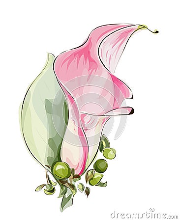 Pink Calla. Vector Illustration