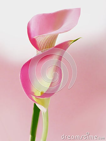 Pink Callas Stock Photo - Image: 6452040