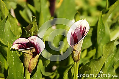 Pink callas flowers Stock Photo