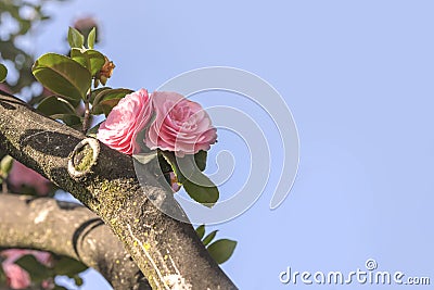 Pink camelia on blue sky in Asukayama park in the Kita district Stock Photo