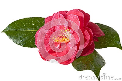 Pink camellia Stock Photo