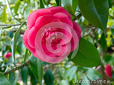Pink camellia flower Stock Photo