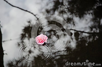 Pink Flower Floating Puddle Stock Photo