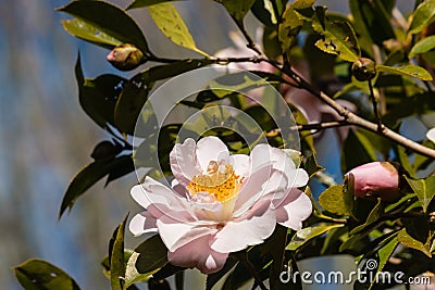 Pink camellia flower head Stock Photo