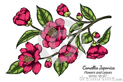 Pink Camellia Japonica flower and leaf drawing illustration with line art on white backgrounds Vector Illustration