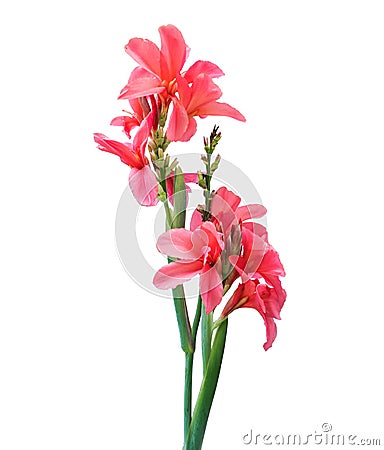 Pink canna lily flowers Stock Photo