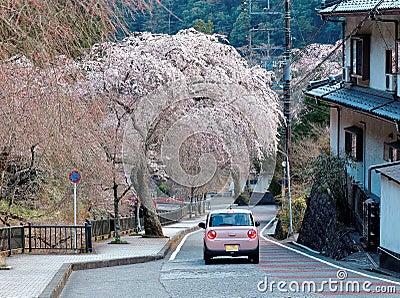 A pink car driving on a curvy country road under a flourishing cherry blossom tree Sakura in Minobu, Yamanashi, Japan Stock Photo