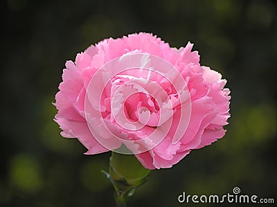 Pink carnation Stock Photo