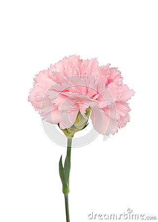 A pink carnation bloom Stock Photo