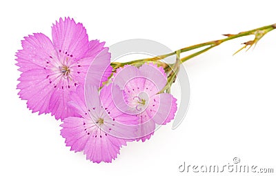 Pink carnation Dianthus carthusianorum flower Stock Photo