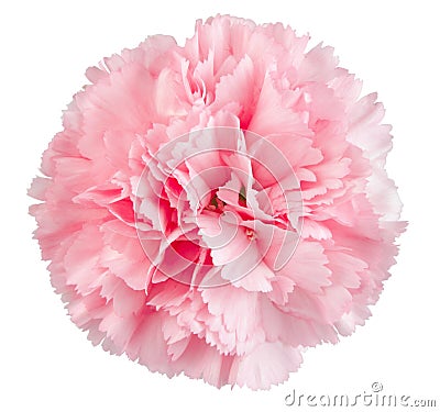 Pink carnation flower Stock Photo