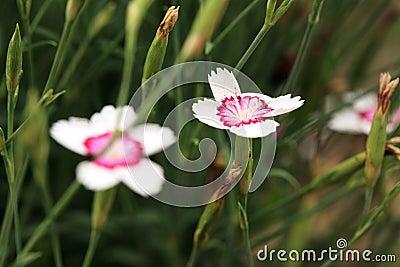 Pink Carnation Flower, Dianthus Caryophyllus, Stock Photo