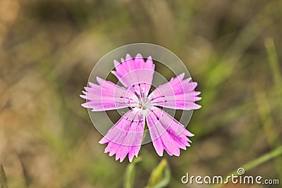 Pink carnation flower Dianthus deltoides maiden pink. Wild flowering plant Stock Photo