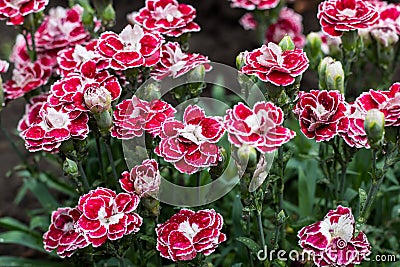 Pink Carnation flowers in summer garden. Dianthus caryophyllus Stock Photo